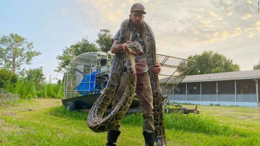 17 feet snake caught in Florida